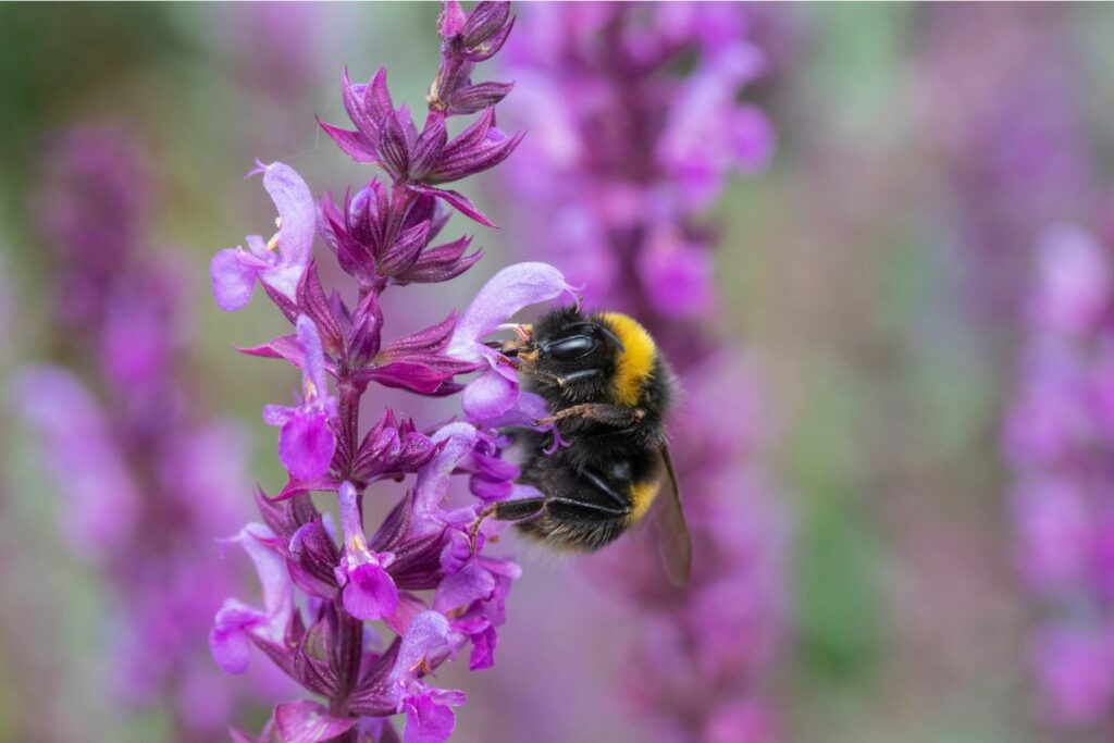 Bee friendly plants at Hilltop Garden Centre Essex