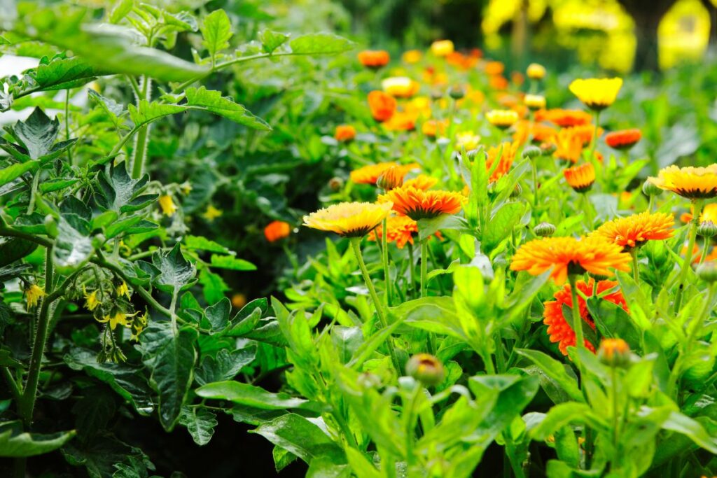 Companion planting to deter pests in the garden