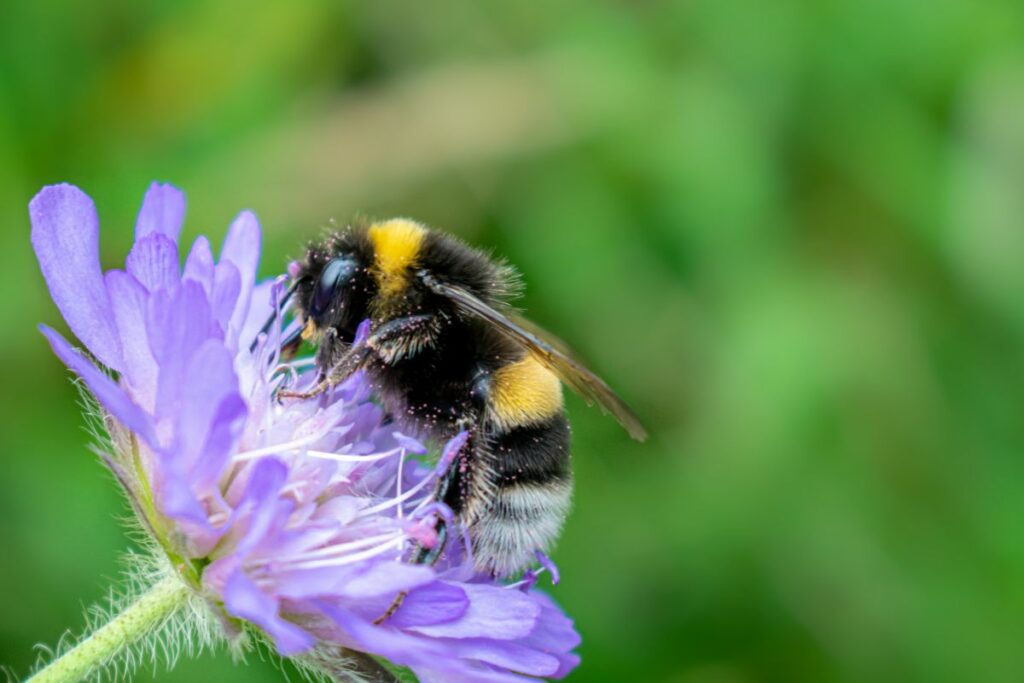 Pollinator friendly plants at Hilltop Garden Centre in Clacton