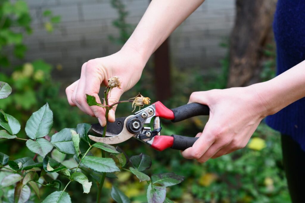 Use secateurs to prune plants so they flower longer
