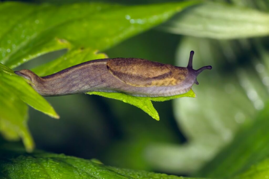 How to deal with slugs - tips from Hilltop Garden Centre near Clacton