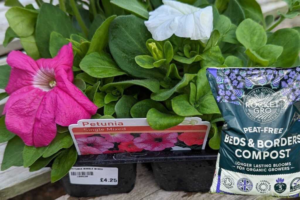 Free home-grown bedding plants Rewards Club offer in June