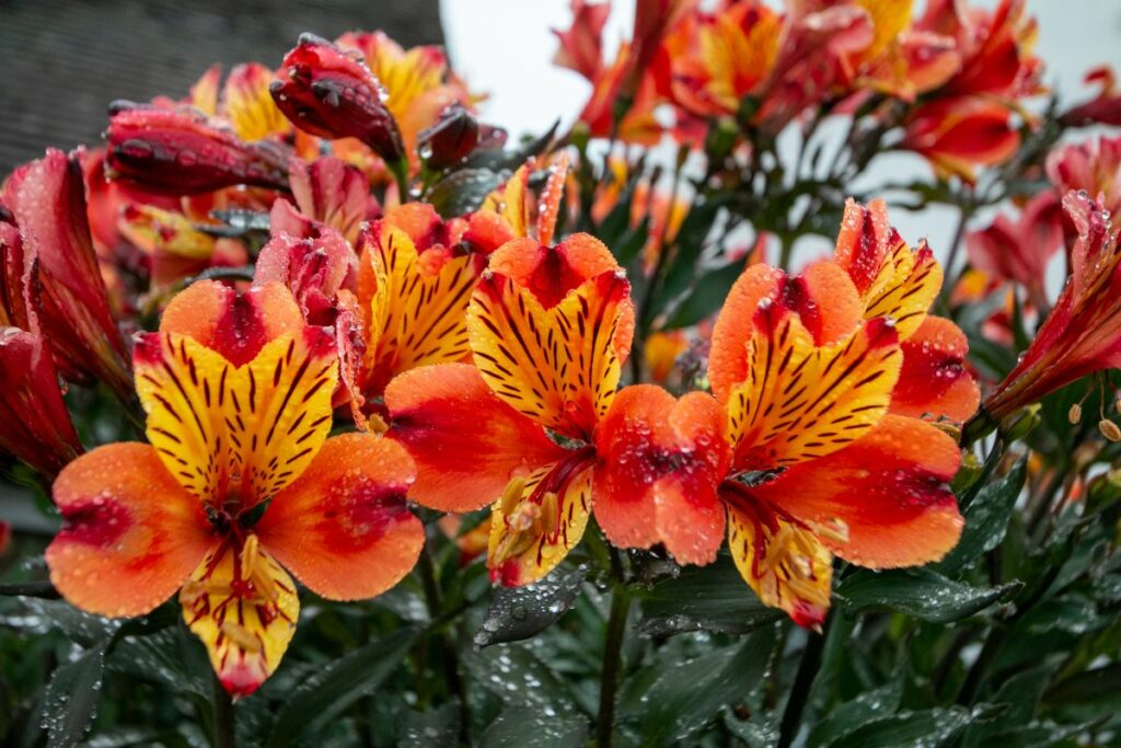 Alstroemeria 'Indian Summer' at Hilltop Garden Centre Clacton