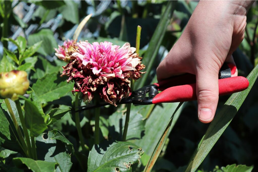 Gardening tips from Hilltop Garden Centre in Clacton