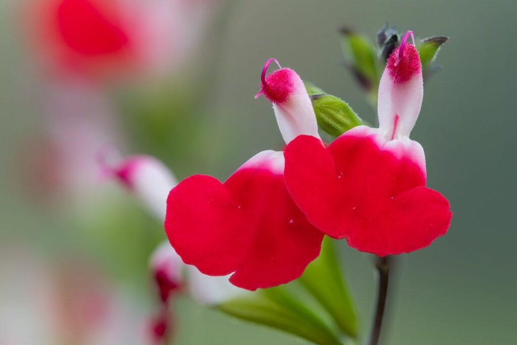 Salvia Hot Lips at Hilltop Garden Centre Clacton