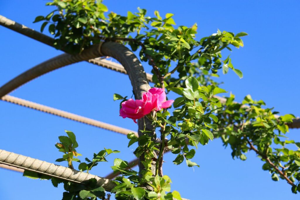 Garden Sun Shade Ideas from Hilltop Garden Centre