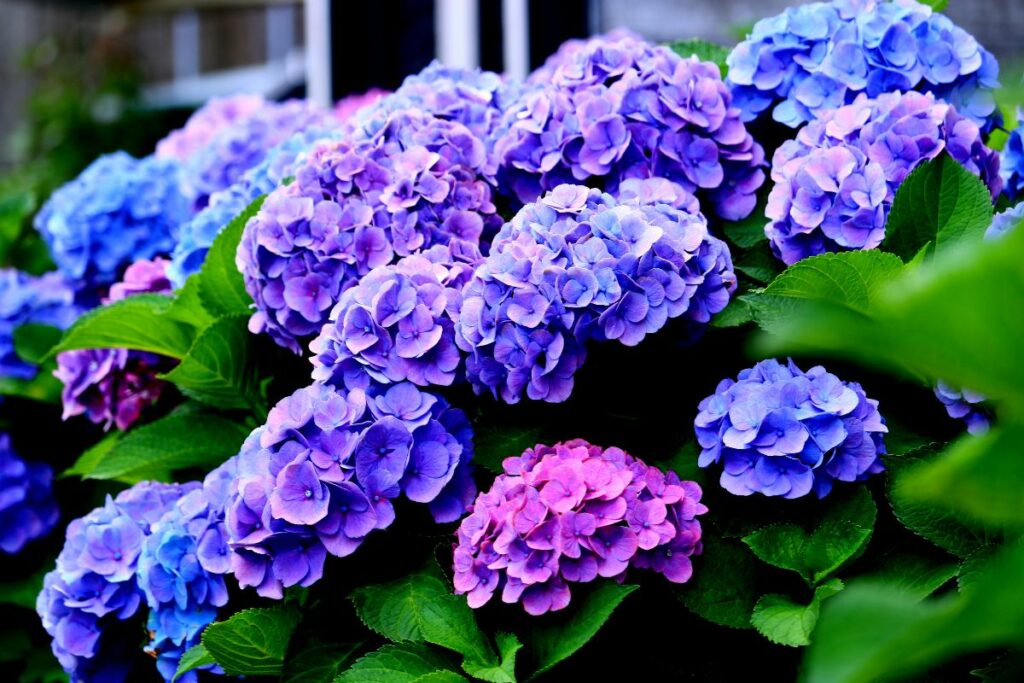 Plant Hydrangeas from Hilltop garden centre in Essex