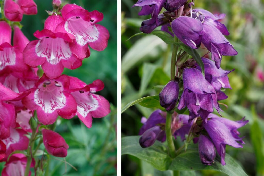 Penstemons at Hilltop Garden Centre Clacton