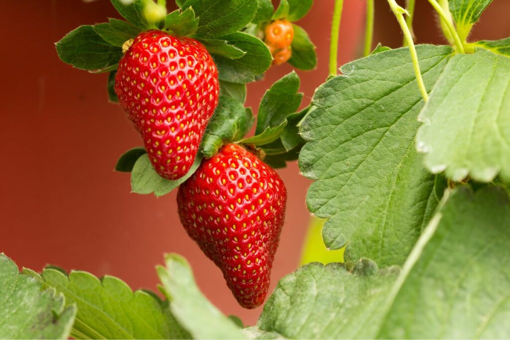 Strawberry plants at Hilltop Garden Centre Clacton