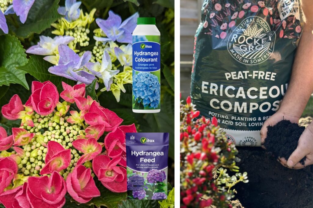 Hydrangeas at Hilltop Garden Centre Essex