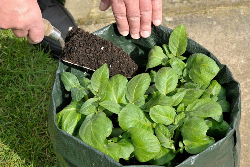 Grow your own at Hilltop Garden Centre Essex