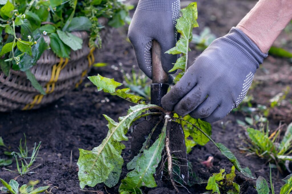 Gardening tips from Hilltop garden Centre Clacton