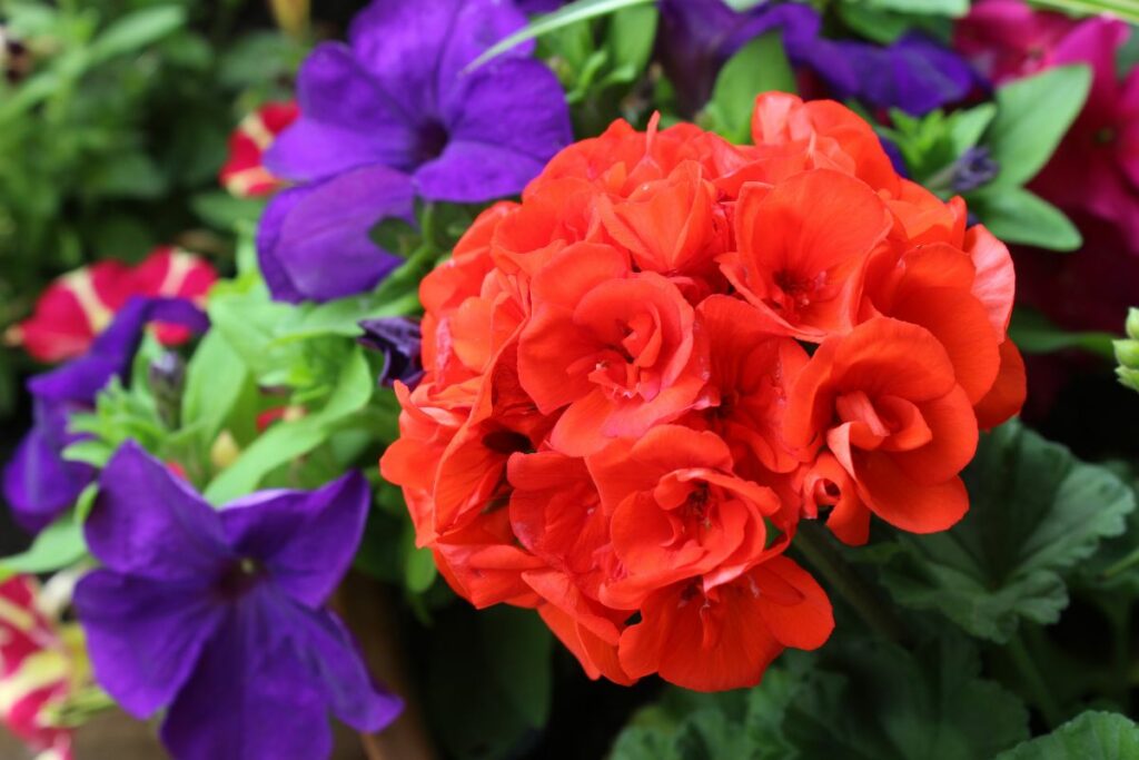 Jumbo bedding plants at Hilltop garden Centre Clacton