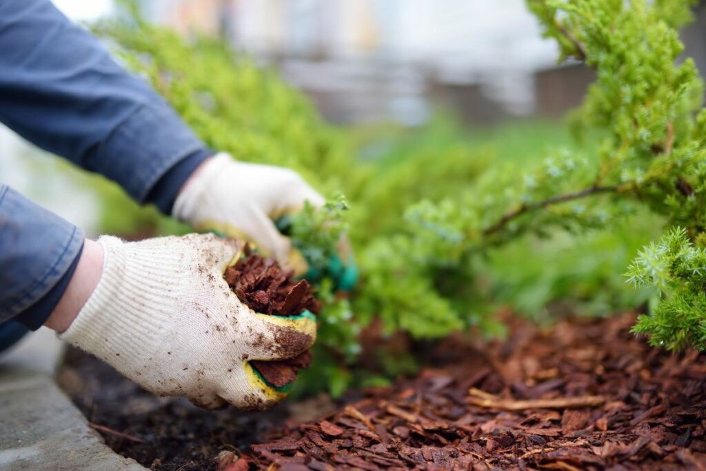 Plant mulch available at Hilltop Garden Centre Clacton