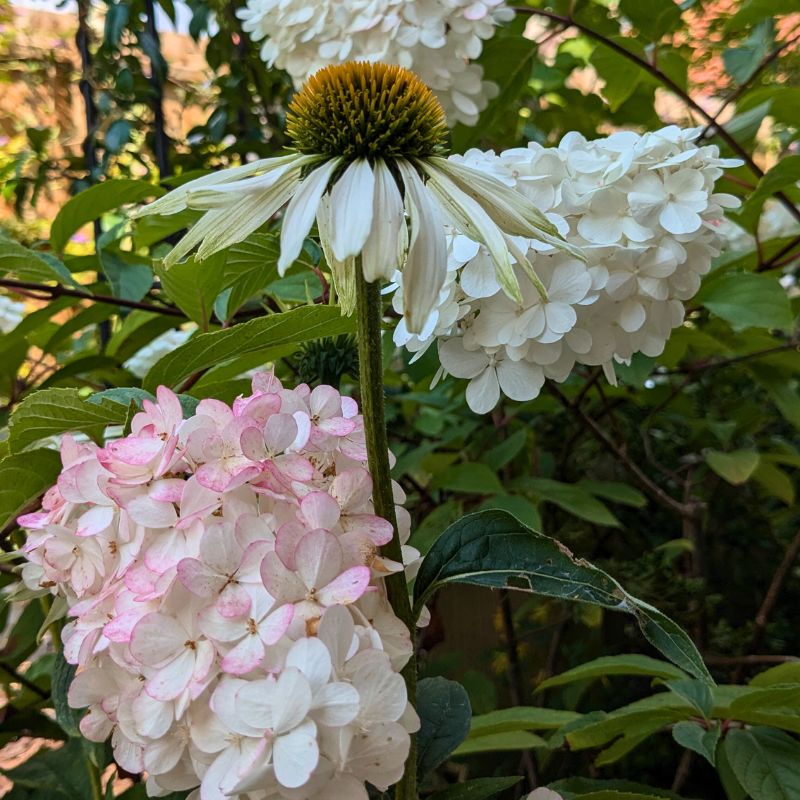 Garden in bloom