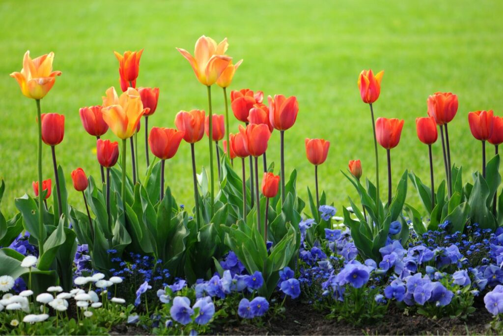 Tulips and Violas at Hilltop Garden Centre Essex