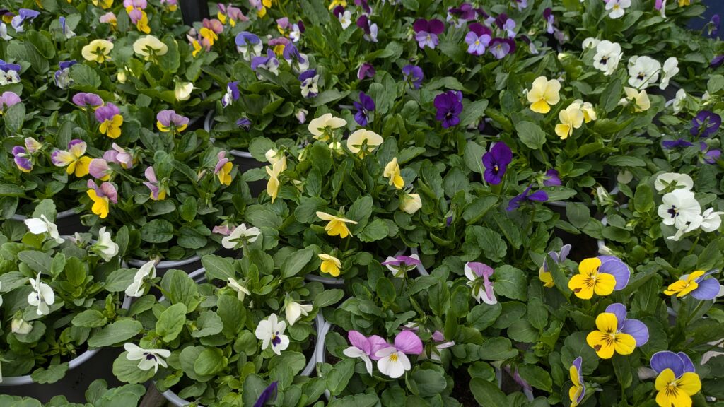 Viola pots at Hilltop Garden Centre Essex