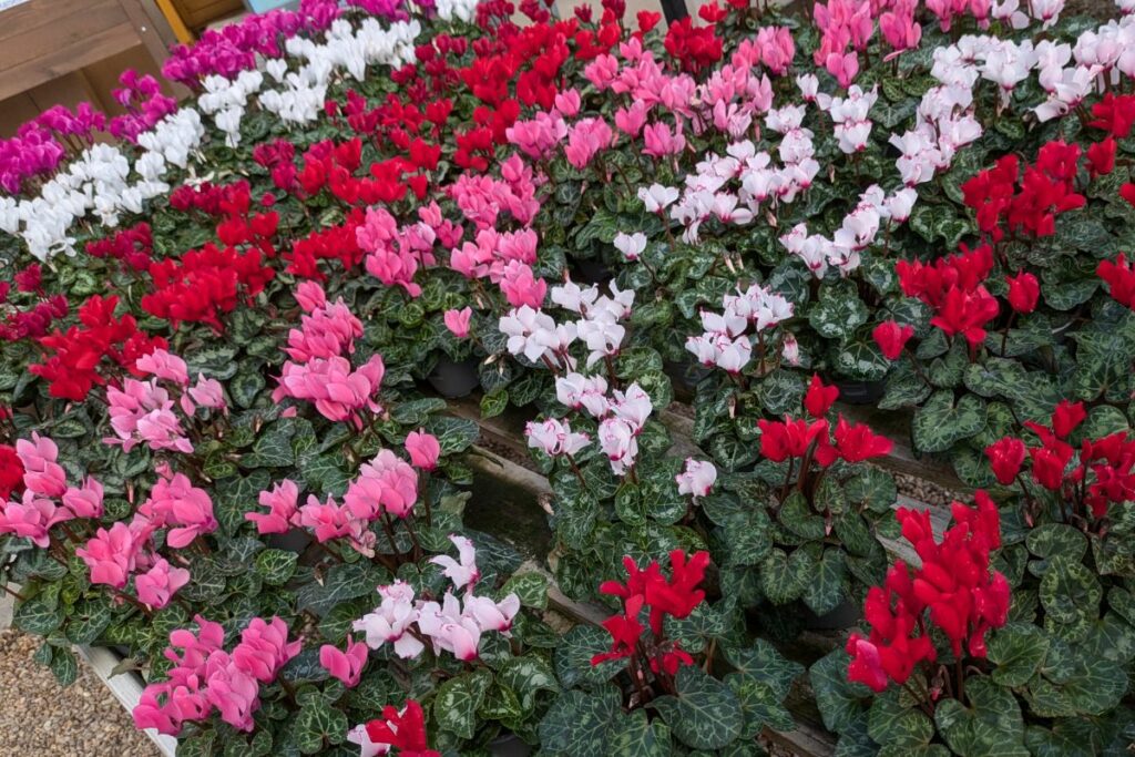 Mini cyclamen at Hilltop Garden Centre Essex