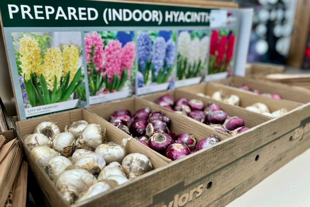 Spring bulbs at Hilltop Garden Centre Essex