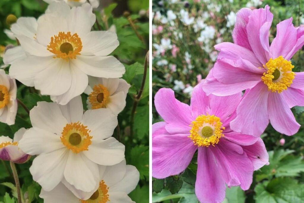 Japanese Anemone at Hilltop Garden Centre Essex