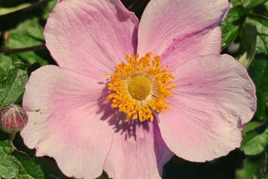 Japanese Anemone at Hilltop Garden Centre Essex