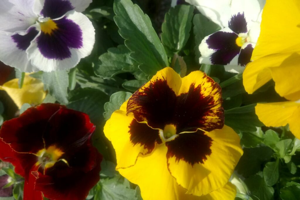 Pansies and Violas at Hilltop Garden Centre Essex