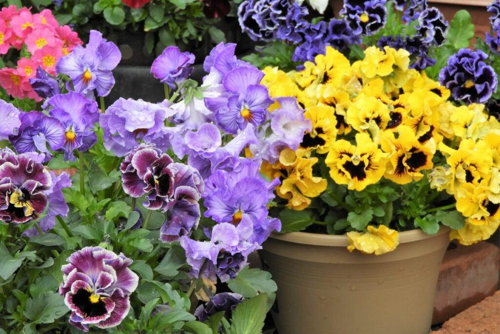 Pansies and Violas at Hilltop Garden Centre Essex