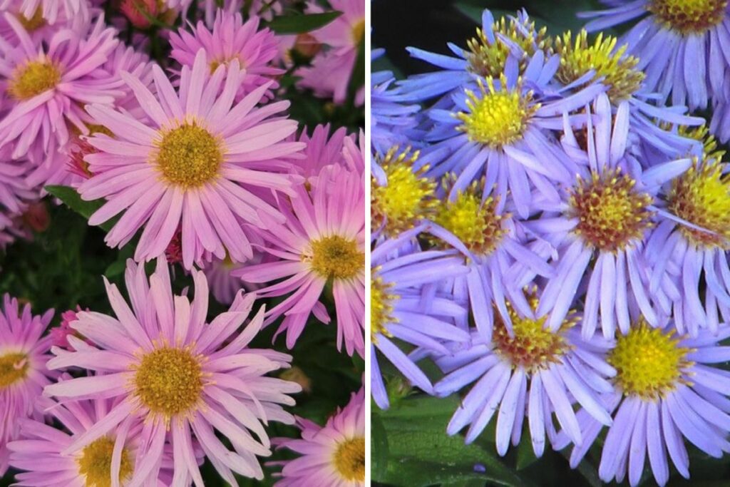 Asters at Hilltop Garden Centre Essex