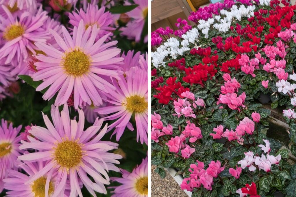 Asters and Mini Cyclamen at Hilltop Garden Centre Clacton