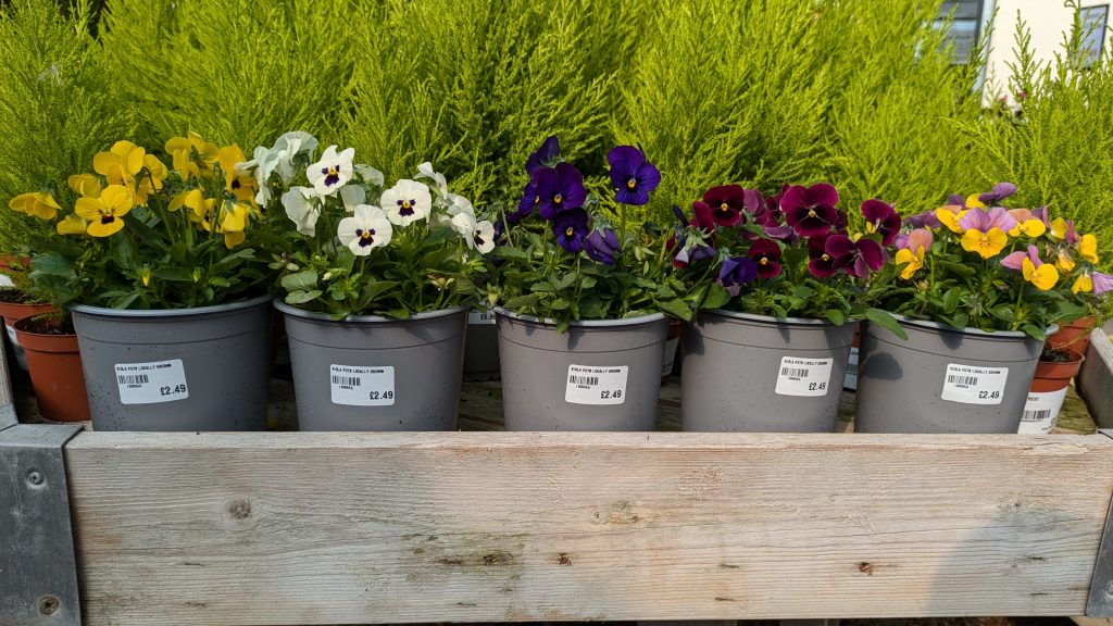 Viola pots at Hilltop Garden Centre Clacton