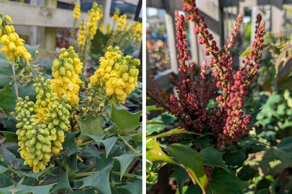 Mahonia at Hilltop Garden Centre Essex