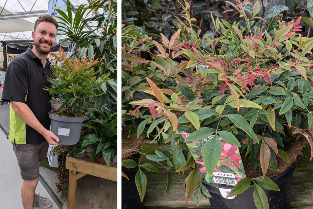 Nandina at Hilltop Garden Centre Clacton