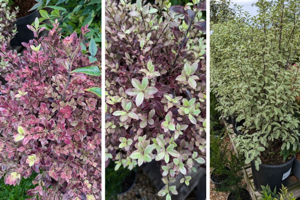 Pittosporum at Hilltop Garden Centre Clacton