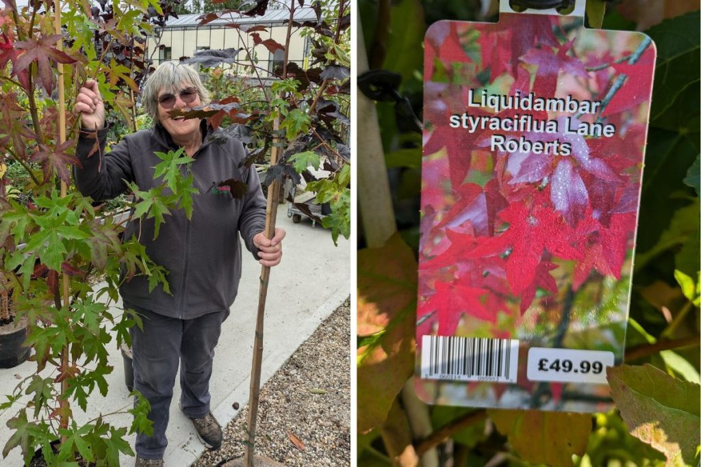 Ornamental and fruit trees at Hilltop Garden Centre Clacton