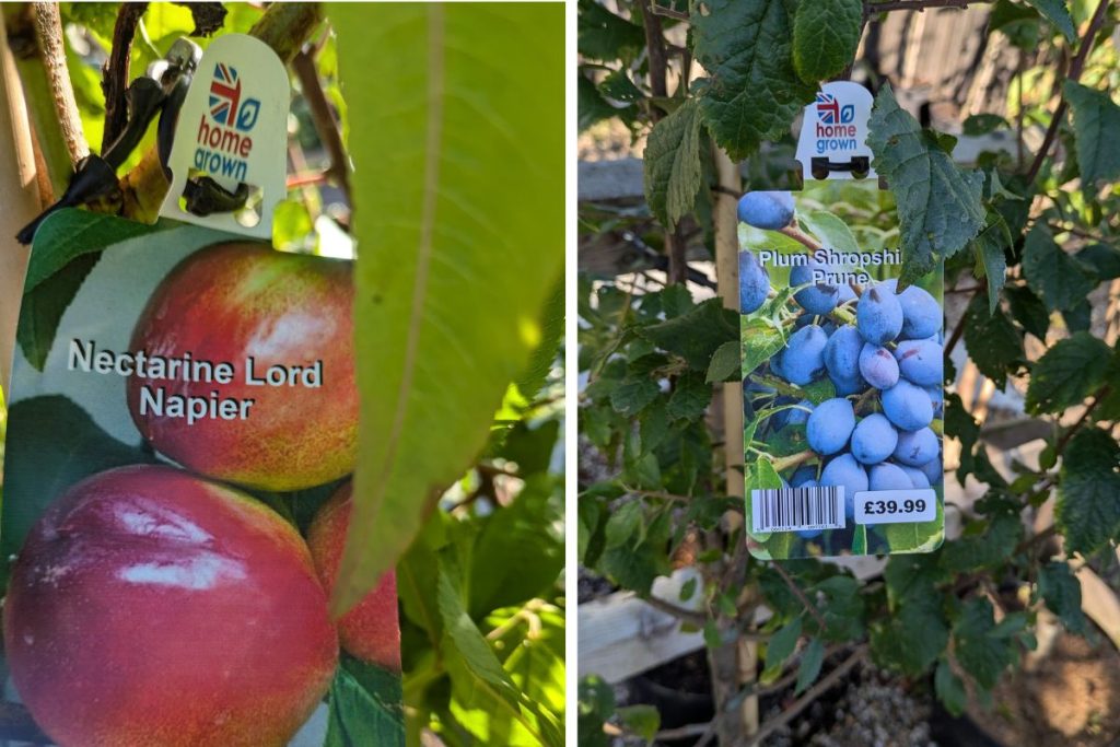 Ornamental and fruit trees at Hilltop Garden Centre Clacton