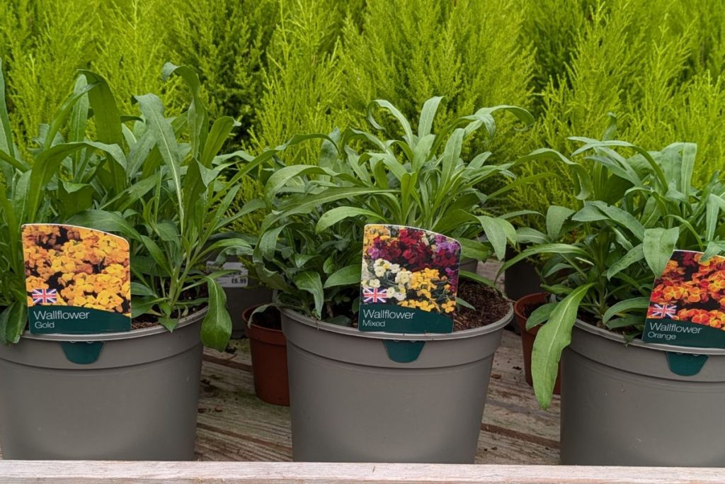 Pot Wallflowers at Hilltop Garden Centre Clacton