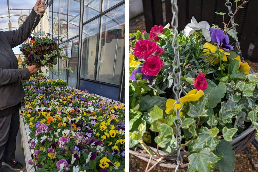 hanging baskets at Hilltop Garden Centre Clacton