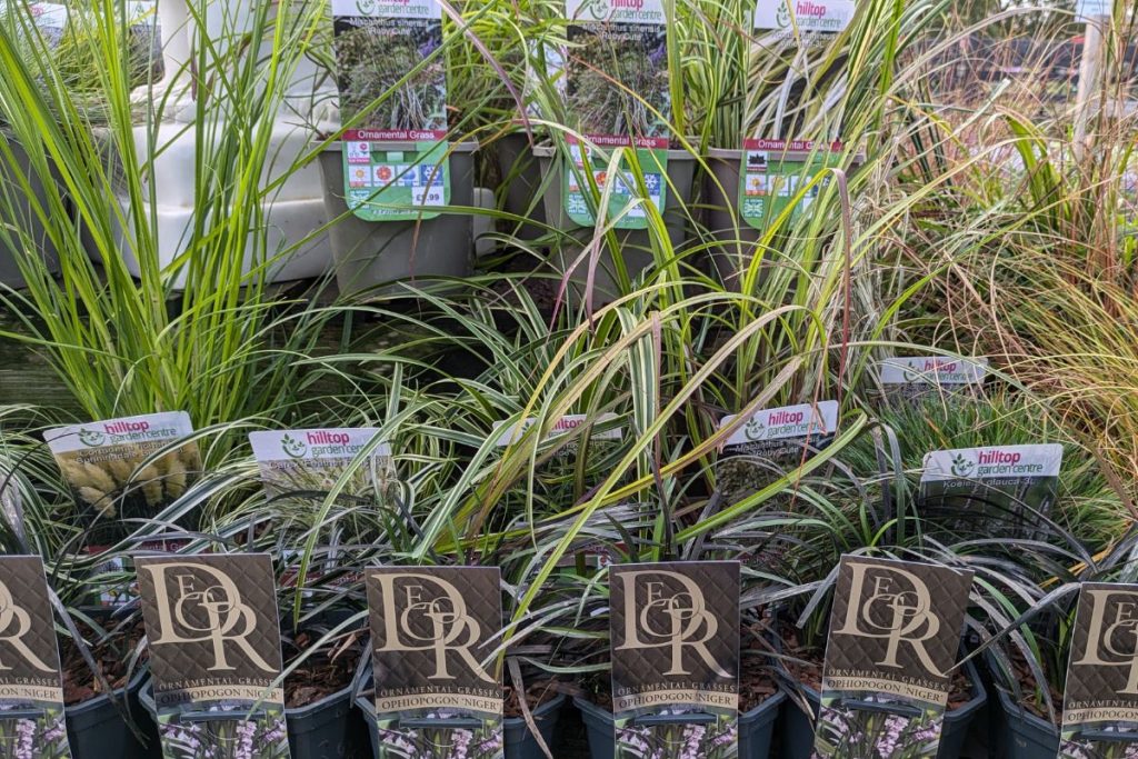 ornamental grasses at Hilltop garden Centre Essex