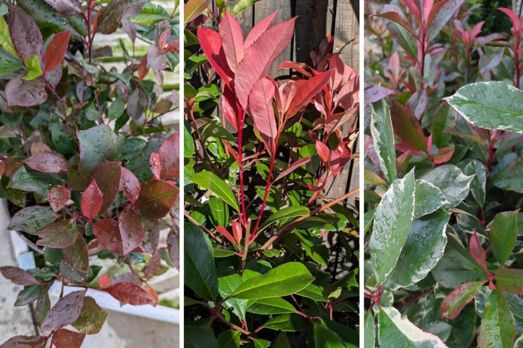 Photinia at Hilltop Garden Centre Essex