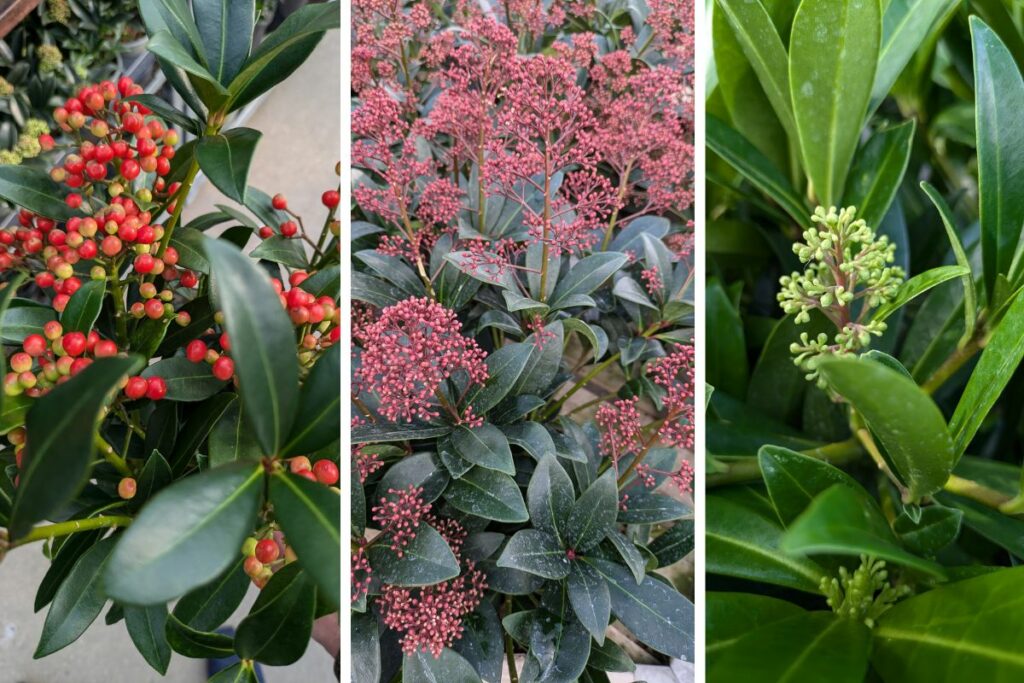 Skimmia Japonica at Hilltop Garden Centre Clacton