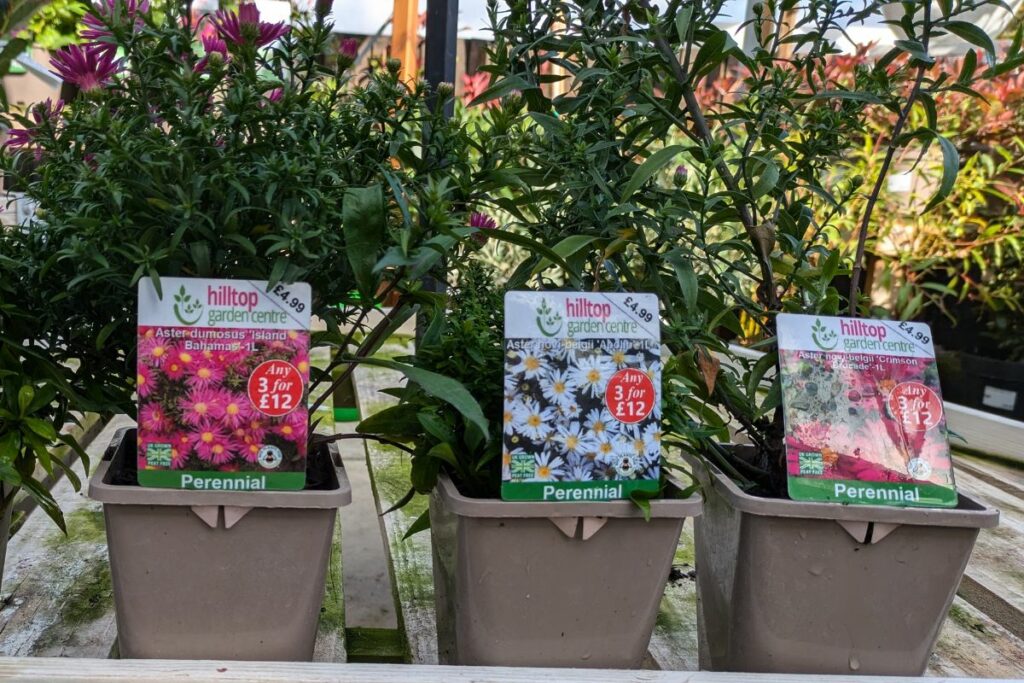 Asters at Hilltop Garden Centre Essex