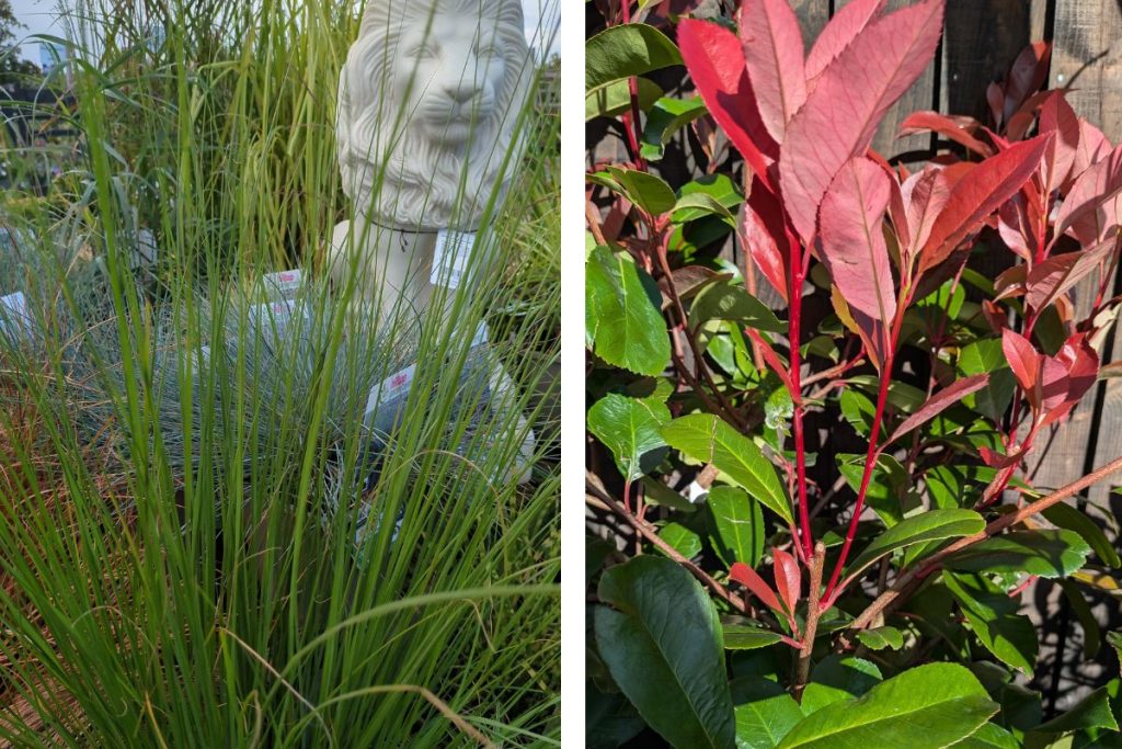 Ornamental grasses and Photinia at Hilltop Garden Centre Essex