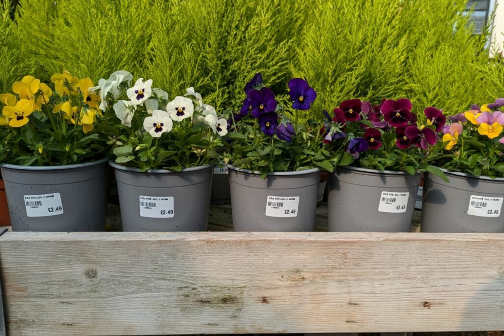 Viola pots at Hilltop Garden Centre Essex