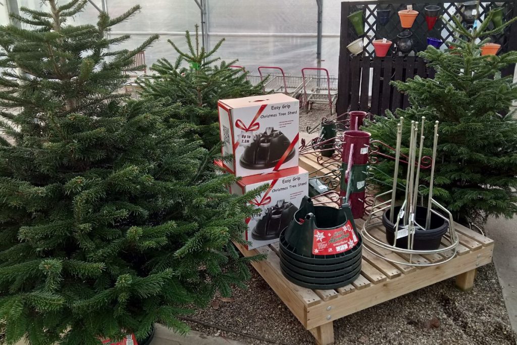 Christmas trees at Hilltop Garden Centre Clacton