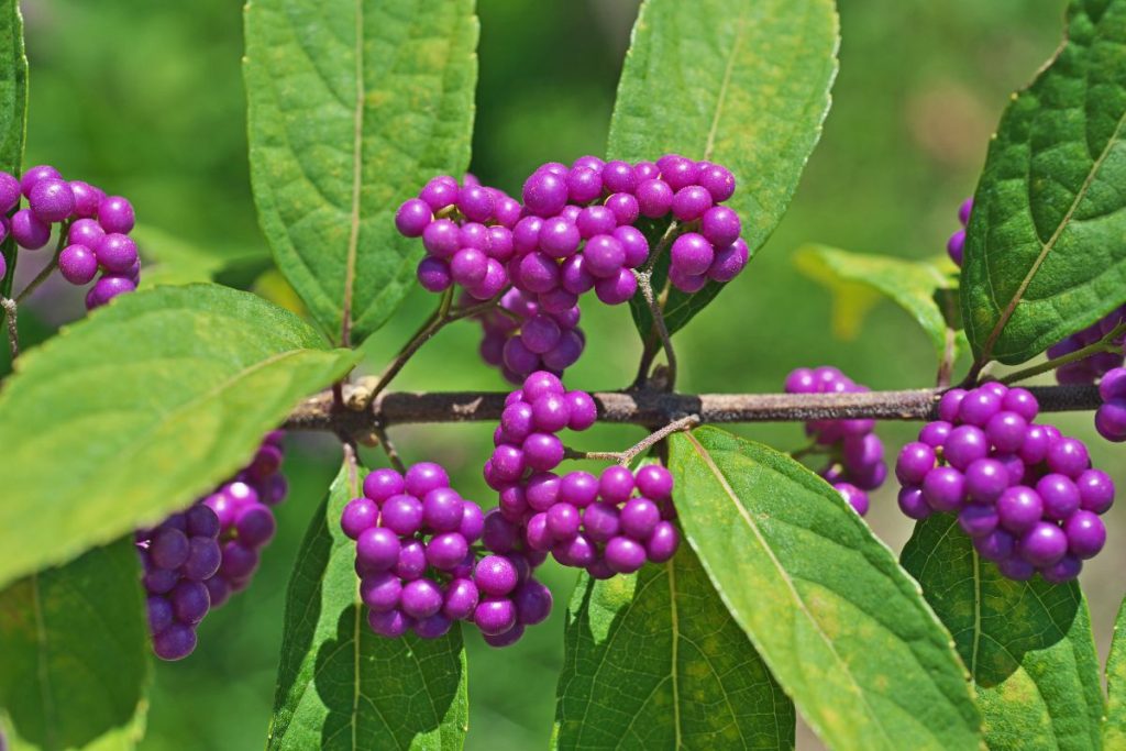 Callicarpa at Hilltop Garden Centre Essex