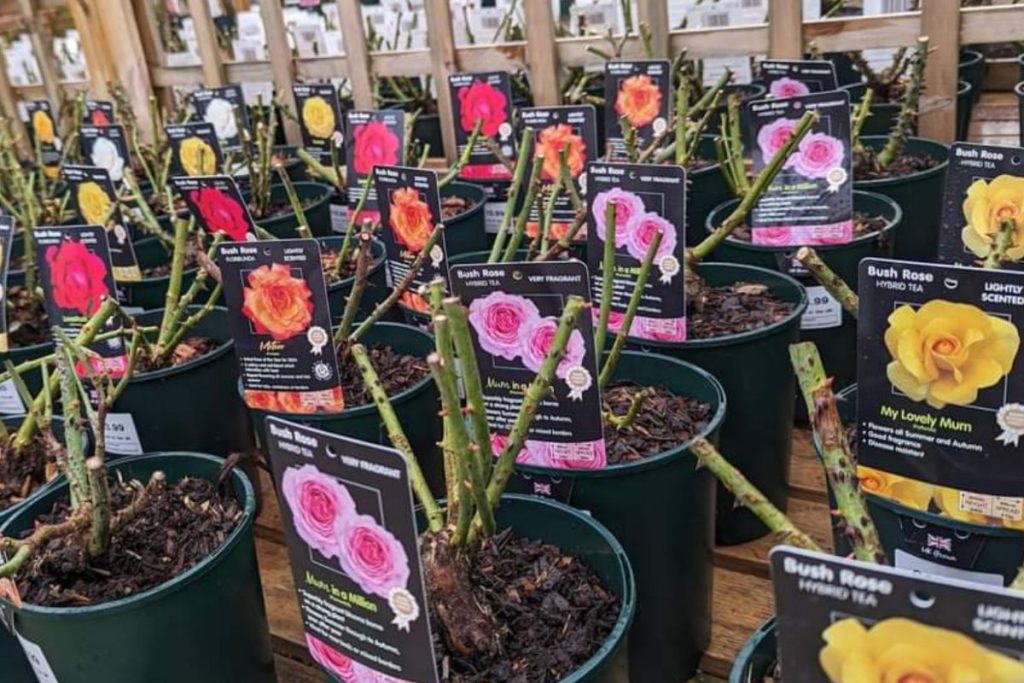 Roses at Hilltop Garden Centre Clacton