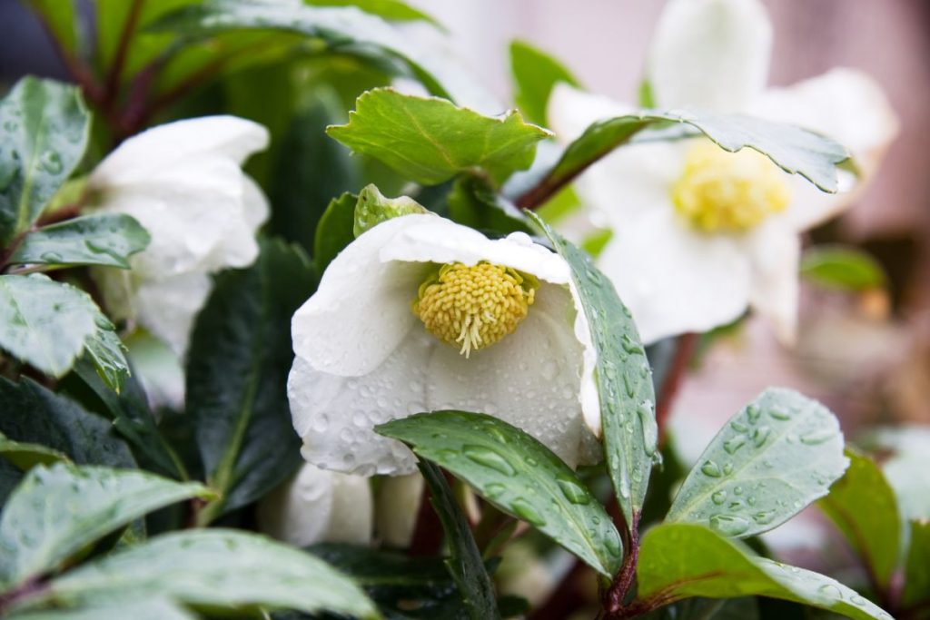 Helleborus Niger at Hilltop Garden Centre Clacton