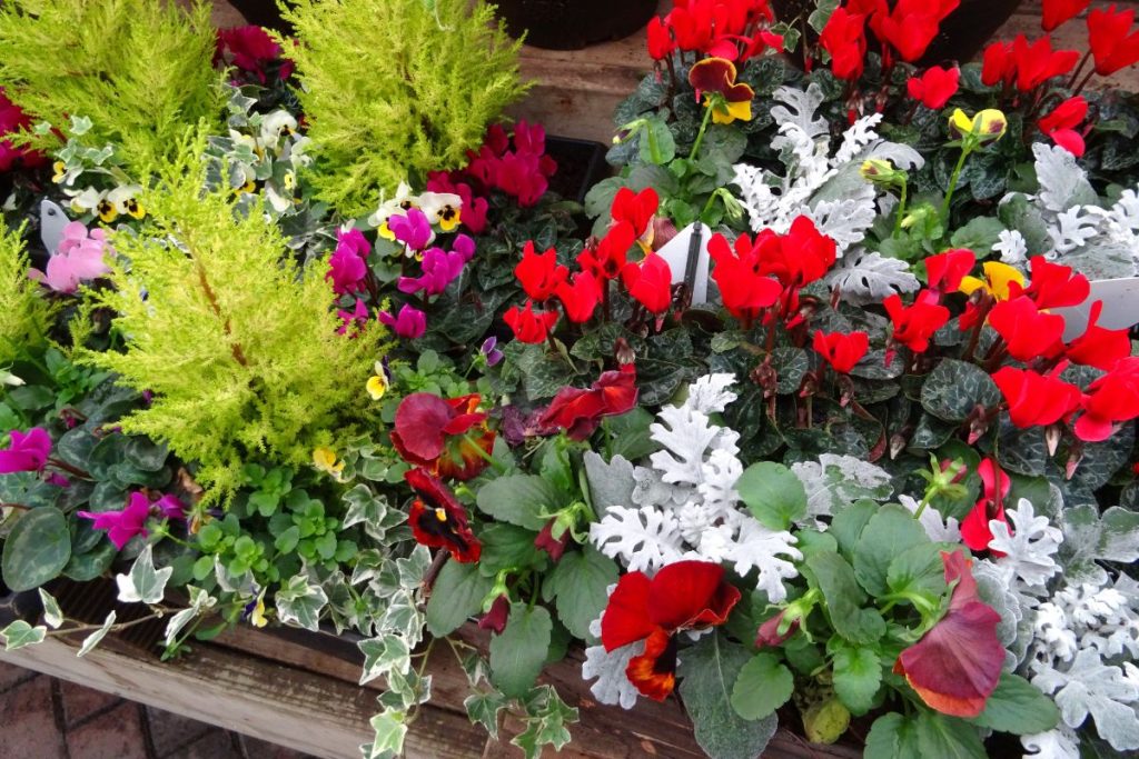 Winter plants at Hilltop Garden Centre Clacton