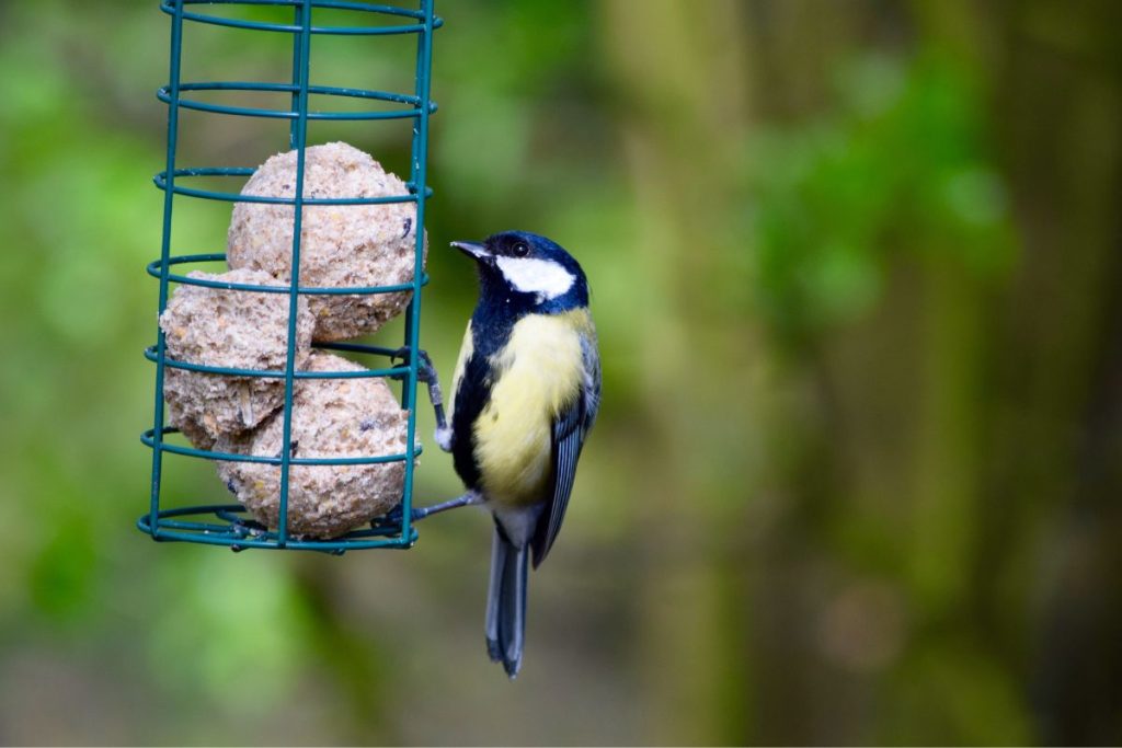 Bird feed at Hilltop Garden Centre Clacton