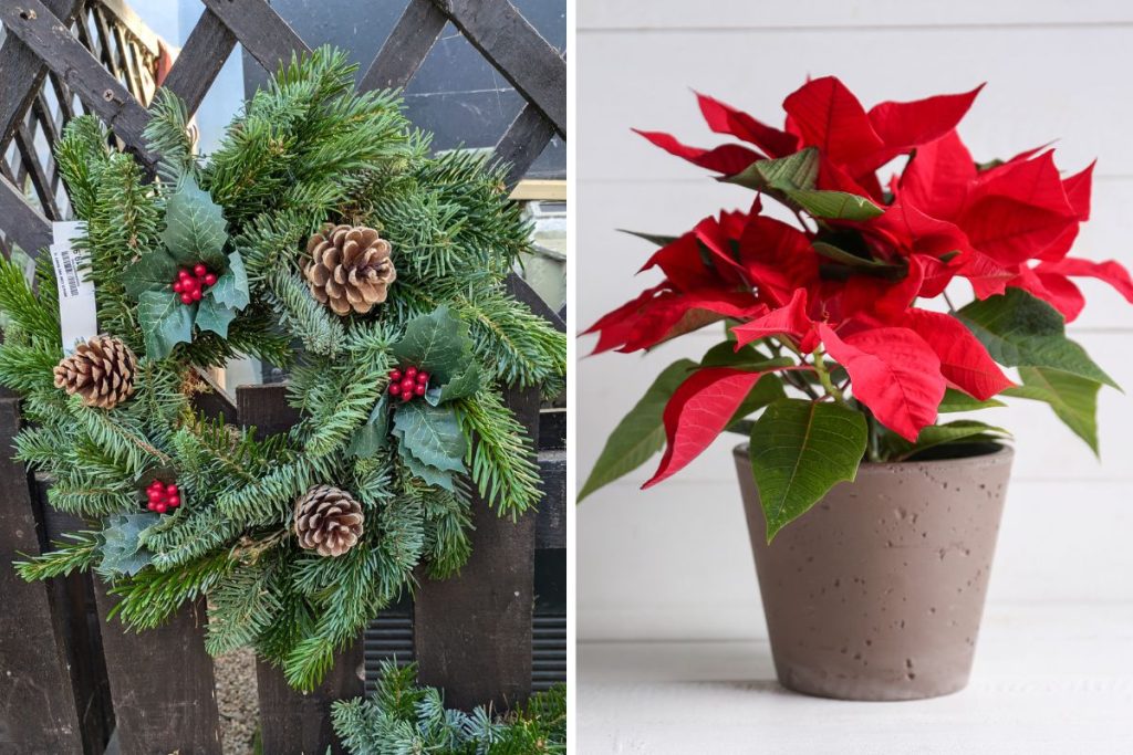 Festive plants at Hilltop Garden Centre Essex